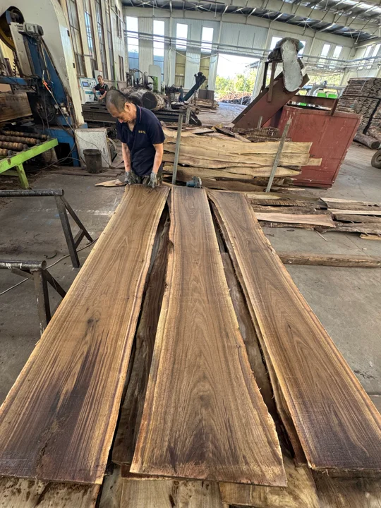 Black Walnut Logs — Fresh Cut — 2
