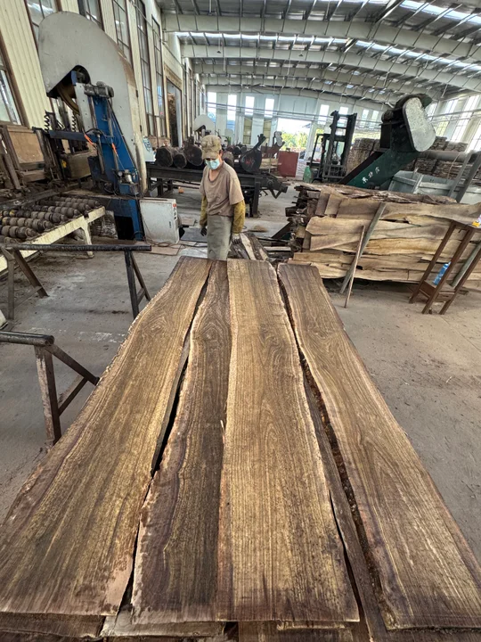 Black Walnut Logs — Fresh Cut — 5