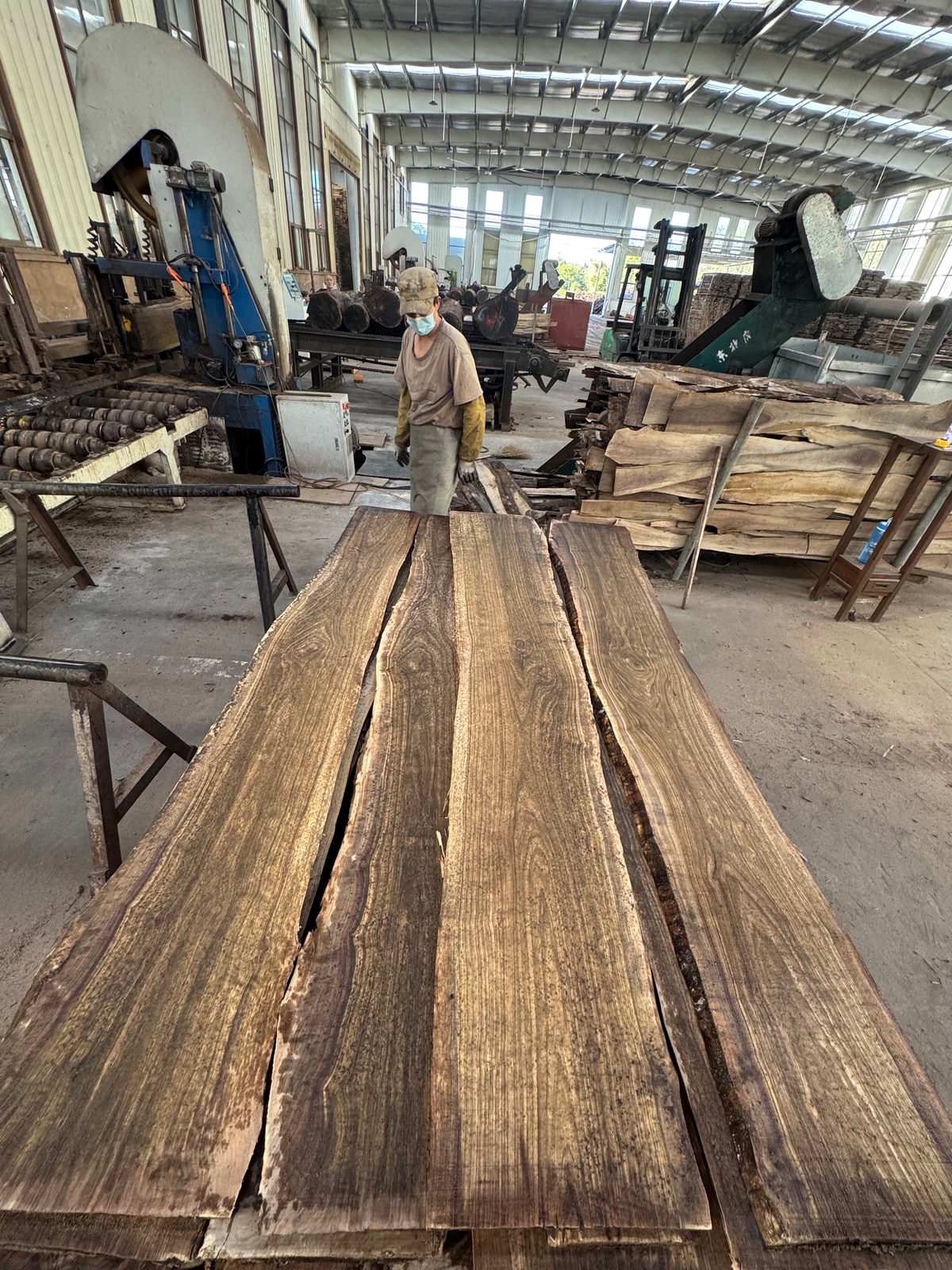 Black Walnut Logs — Fresh Cut — 5