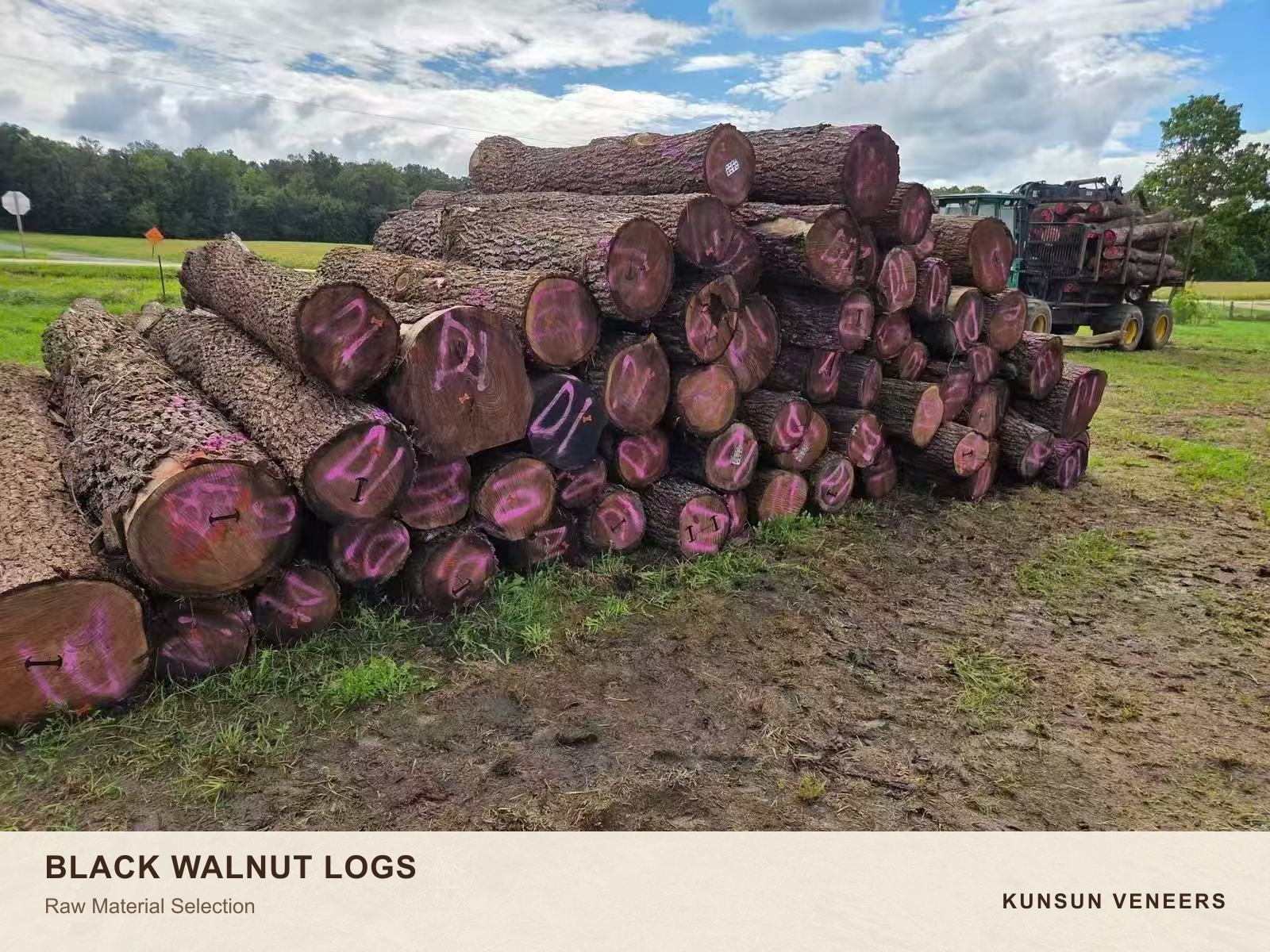 Black walnut logs staged for raw-material selection.