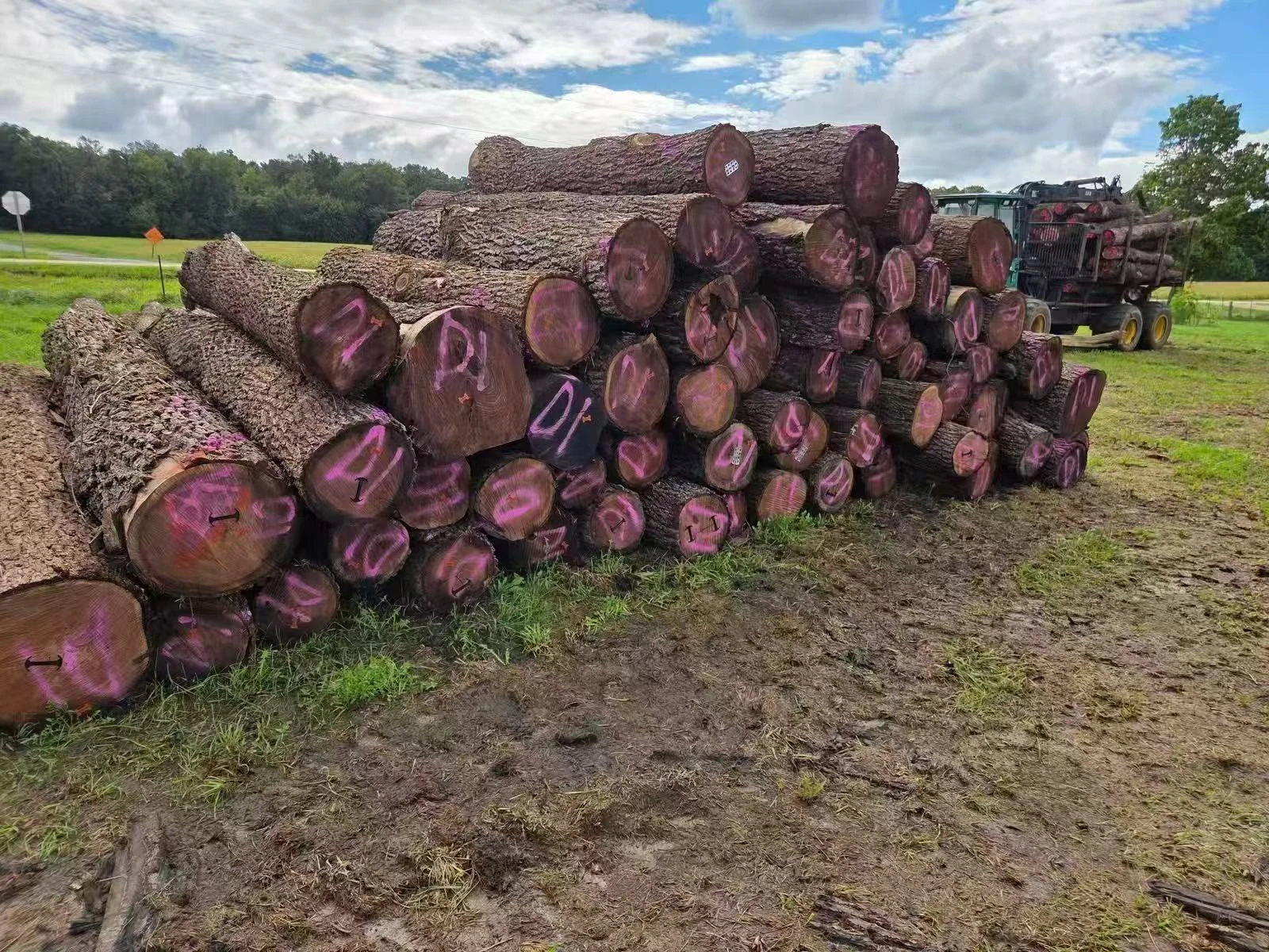 Propiedades del nogal negro y selección de especificaciones